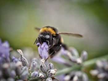 Close-up of bee on flower