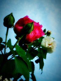 Close-up of pink rose