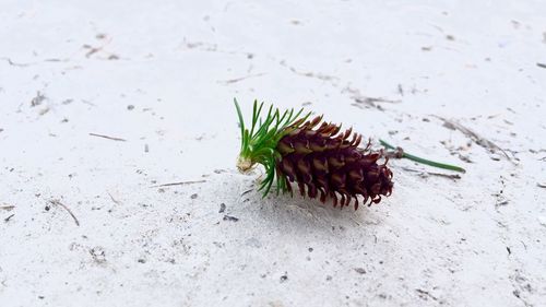 Close-up of plant against white background