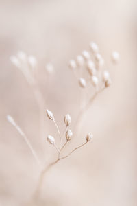 Close-up of white flowering plant