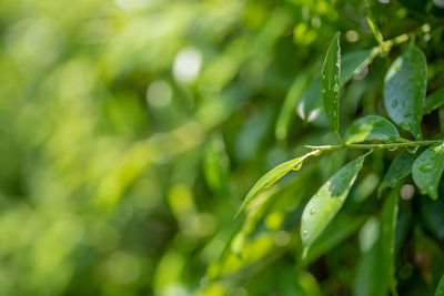 Close-up of wet plant leaves
