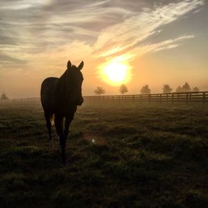 Horse standing on field against sky during sunset