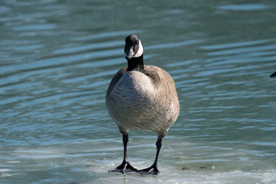 Canadian goose floats on a piece of ice on a sunny day of winter