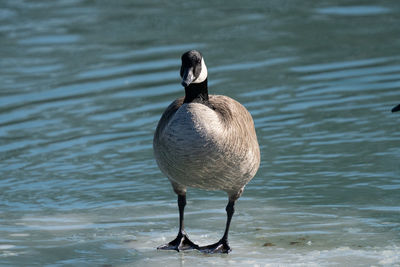 Duck swimming in lake