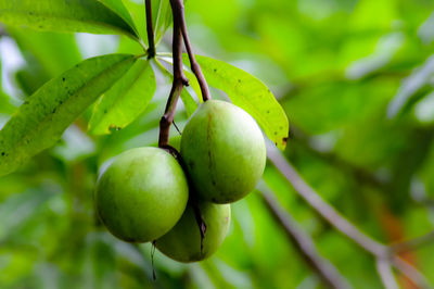 Close-up of fruit growing on tree