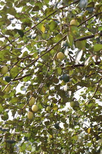 Low angle view of berries growing on tree