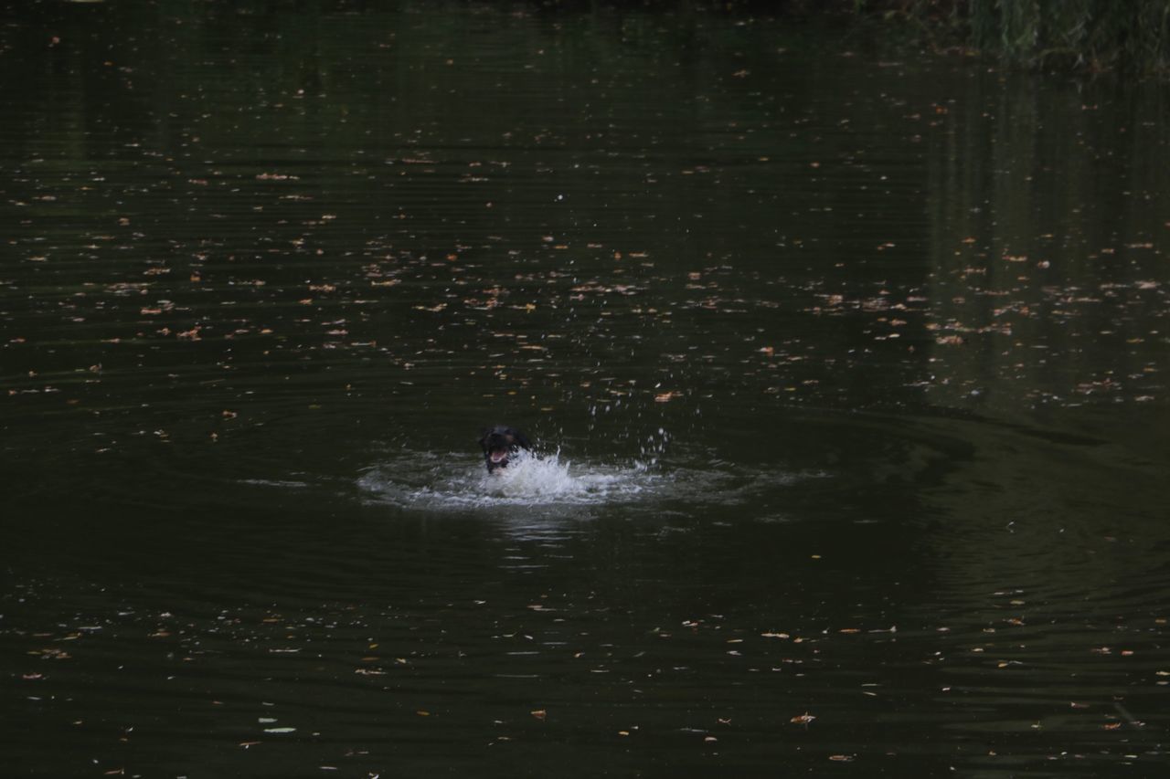 HIGH ANGLE VIEW OF MEN SWIMMING IN LAKE