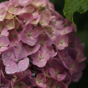 Close-up of flowers