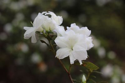 Close-up of white flowers