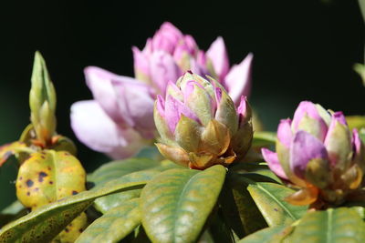 Close-up of pink flowering plant