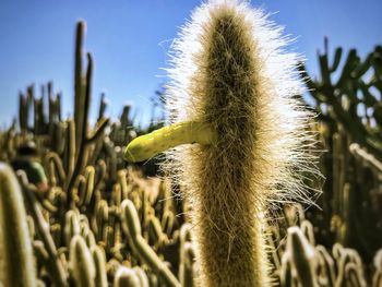 Close-up of cactus plant growing on field