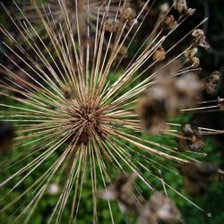 Close-up of dandelion