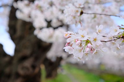 Close-up of cherry blossoms in spring