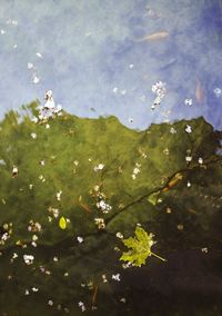 Leaves floating on water