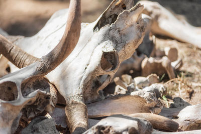 Close-up of animal skull on field