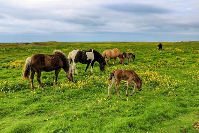 Cows grazing on field against sky