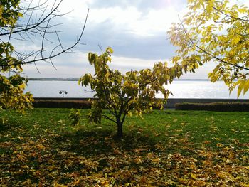 Trees on field by sea against sky