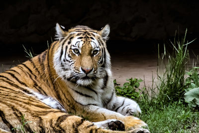 View of a tiger