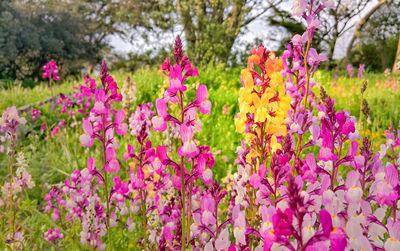 Close-up of pink flowering plants on field