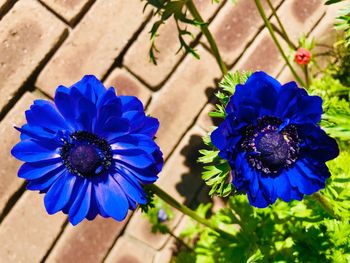 High angle view of purple blue flower