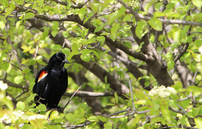 Close-up of red-winged blackbird perching on tree
