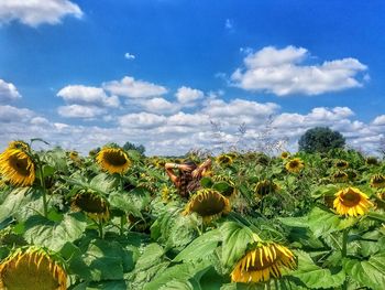 Sunflowers growing on field against sky