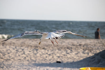 Seagulls flying over sea against clear sky