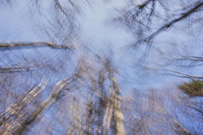 Low angle view of bare trees against the sky