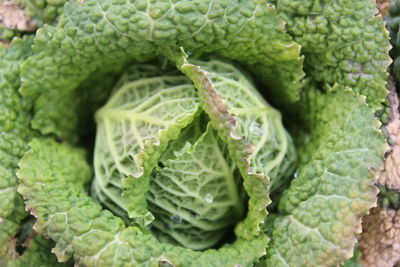 Full frame shot of vegetables