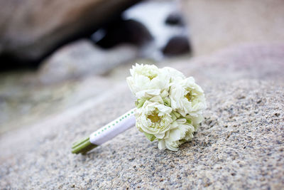 Close-up of white flower on plant