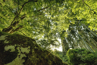Low angle view of trees in forest