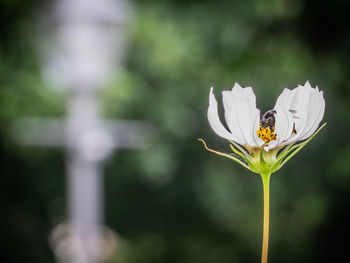 Close-up of insect on white flower