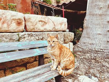 Portrait of a cat sitting on wood