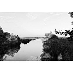 Reflection of trees in water