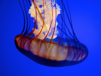 Close-up of jellyfish against blue background