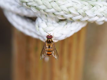 Close-up of insect on flower