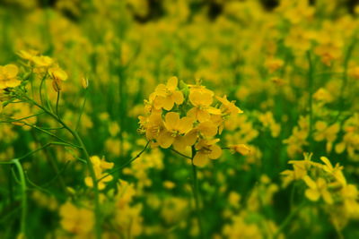 Close-up of yellow flowers blooming in field