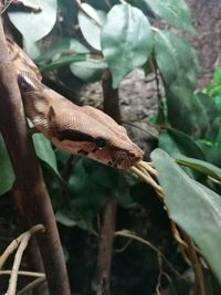 Close-up of lizard on plant