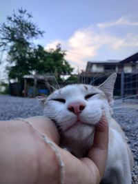 Midsection of person hand holding cat outdoors