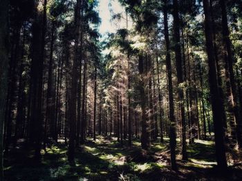 Trees growing in forest