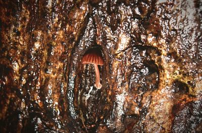 Full frame shot of tree