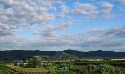 Scenic view of agricultural field against sky