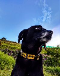 Black dog looking away on field