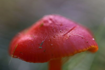 Close up of red leaf
