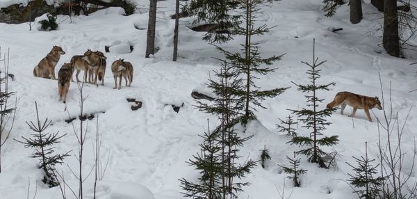 View of snow covered field