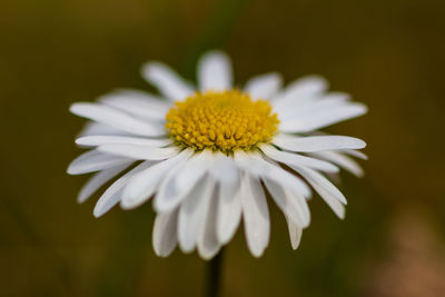 Close-up of white daisy