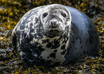 Close-up portrait of a animal