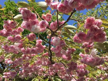 Pink flowers blooming on tree