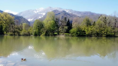 Scenic view of lake in forest