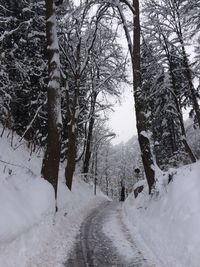 Trees against sky during winter